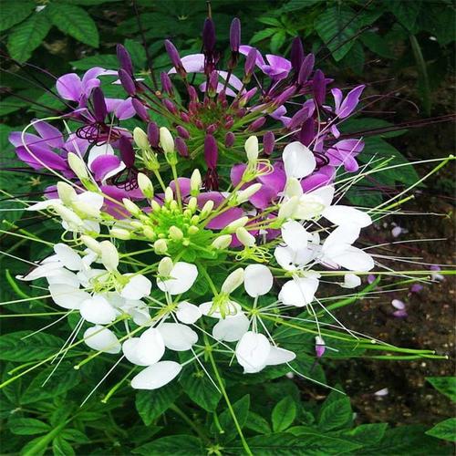 Tarenaya Hassleriana Mix