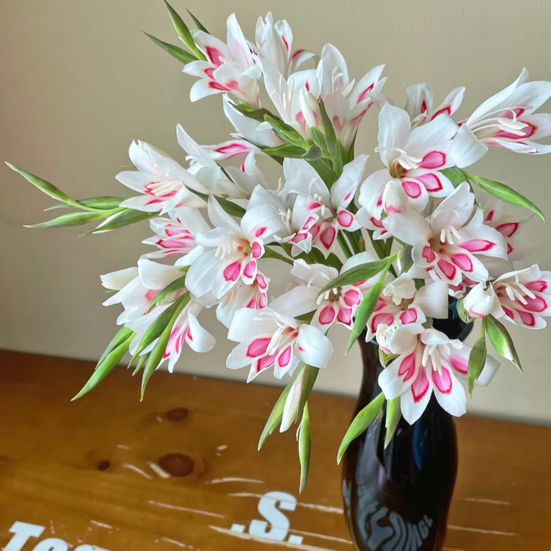 Paw's Gladiolus🌸-chloriseeds