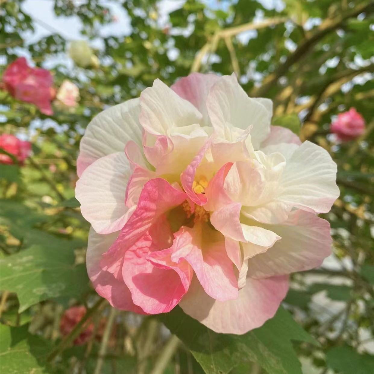 Tricolor Magic Garden Hibiscus