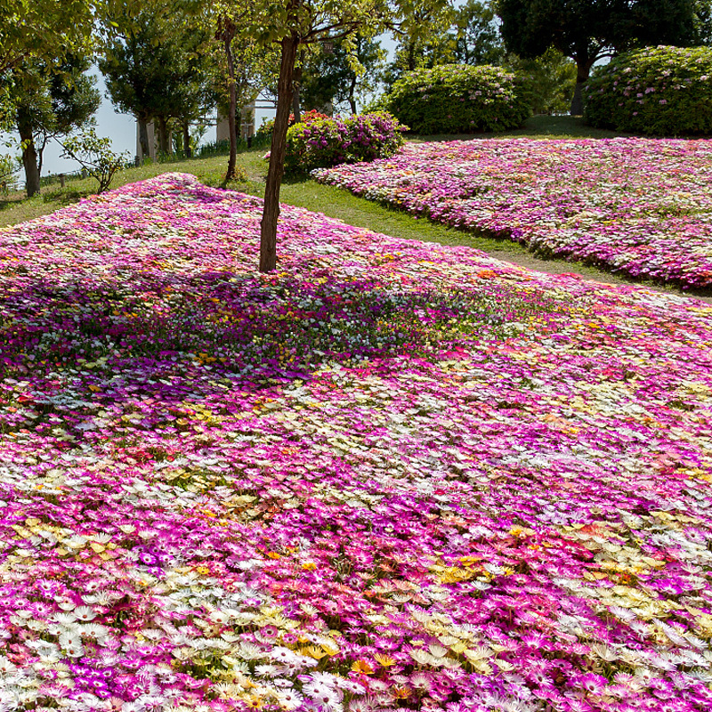  Ice Plant Harlequin Mix