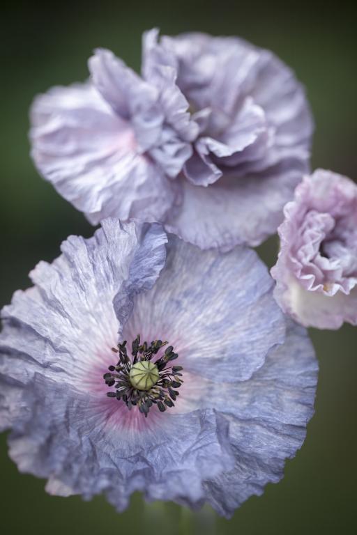 Shirley Grey Poppies Seed