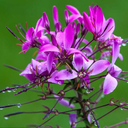 Tarenaya Hassleriana Mix