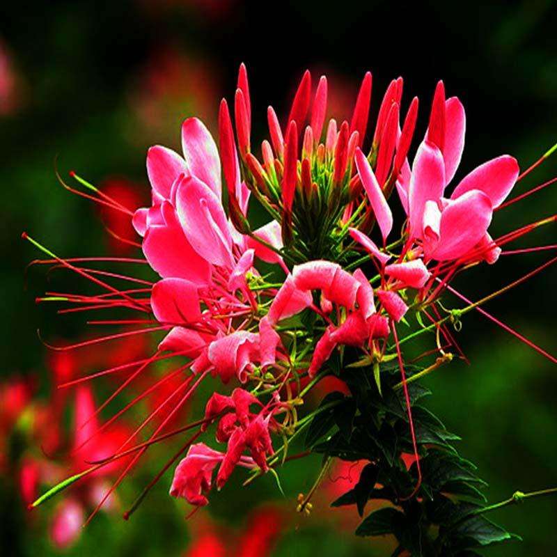 Tarenaya Hassleriana Mix