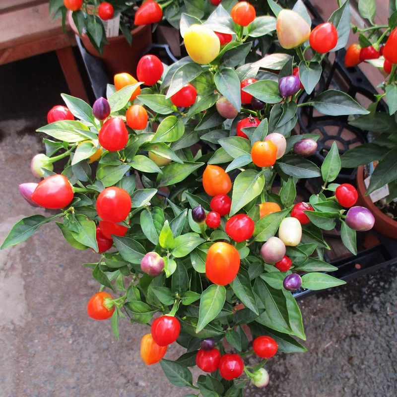 Rainbow Peppers