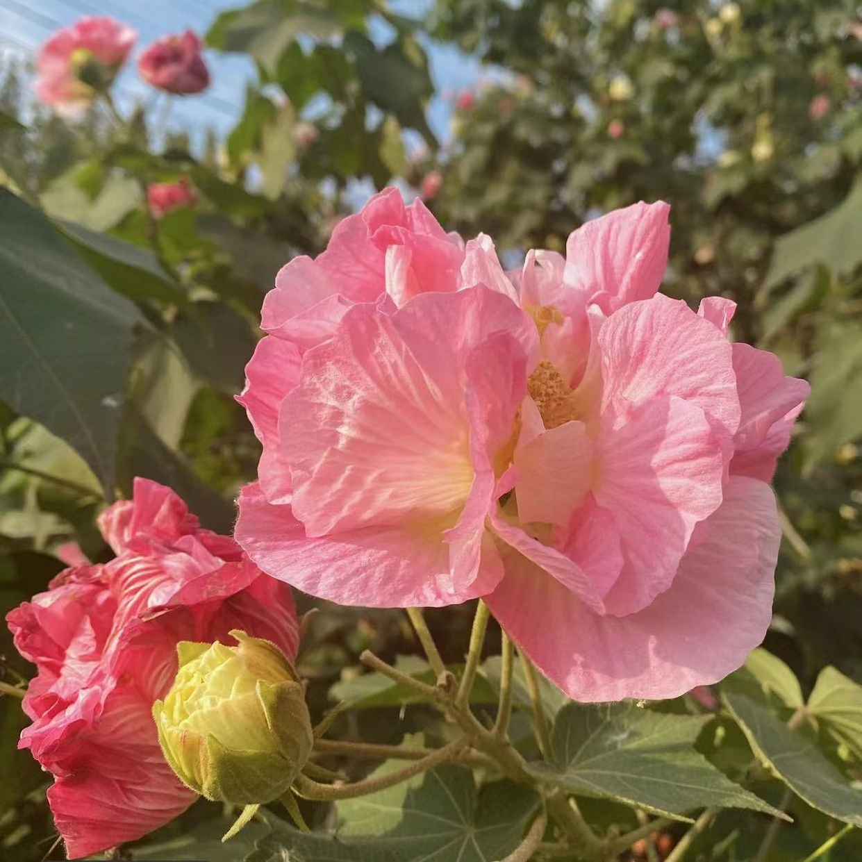 Tricolor Magic Garden Hibiscus