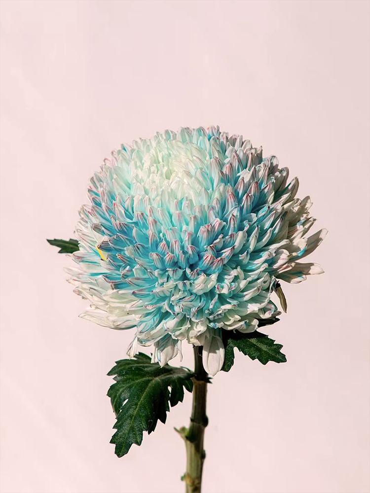 Rare Green Peony Chrysanthemum-chloriseeds