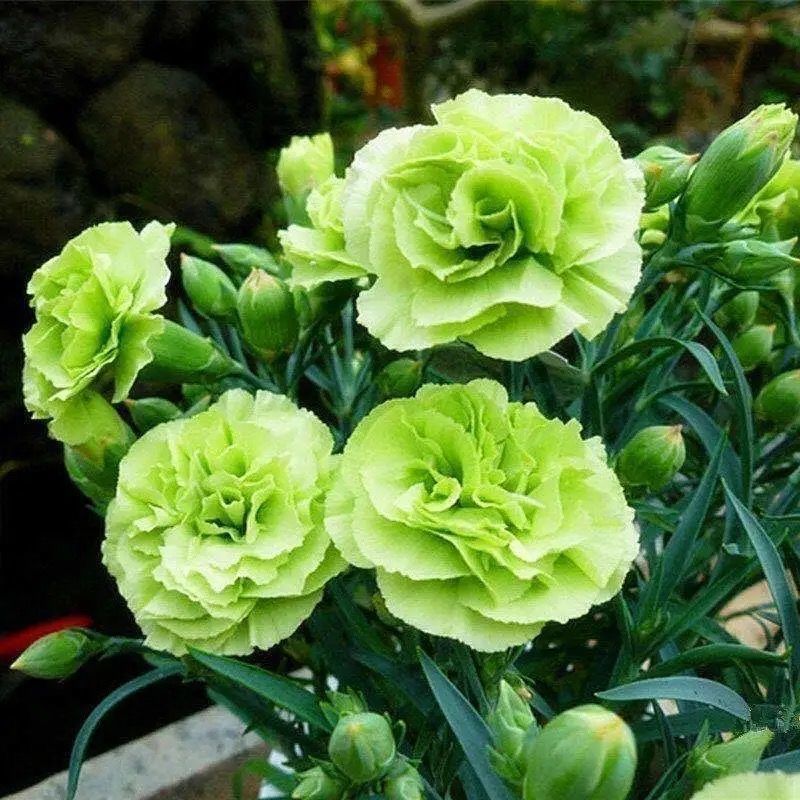 Carnation Chabaud Mix 10 Colors Dianthus Seeds