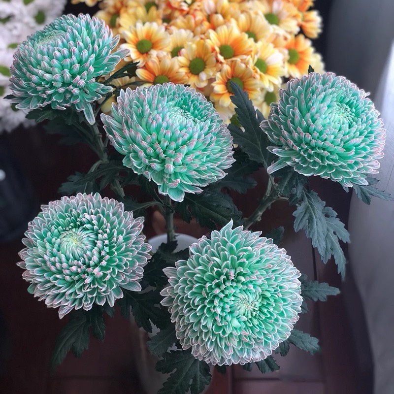 Rare Green Peony Chrysanthemum-chloriseeds