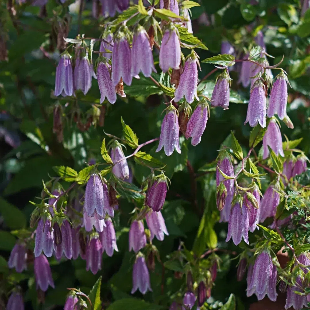 Spotted Bellflower Seeds