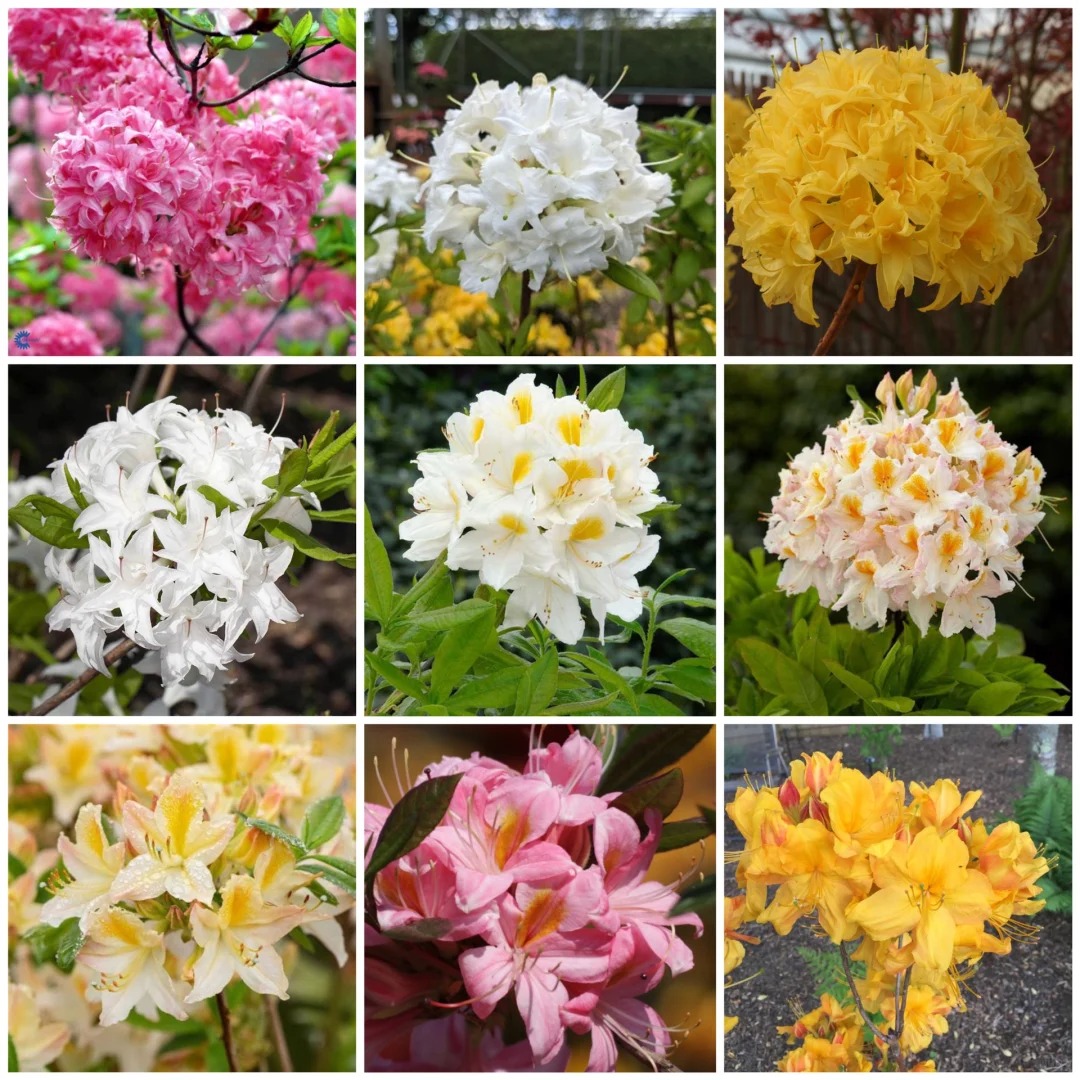 Deciduous Rhododendron