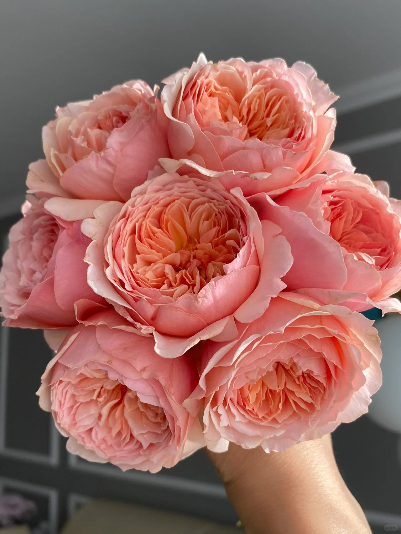 Rare Multi-Color Rose Seeds🌹🎨