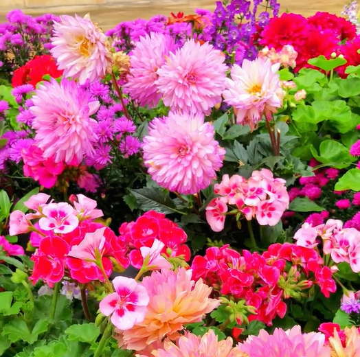 Mixed Seasonal Blooming Flower Seeds - Easy Care-chloriseeds
