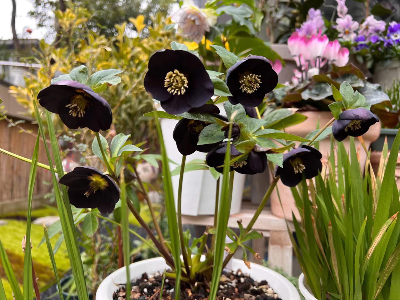 Black Helleborus - Christmas Rose