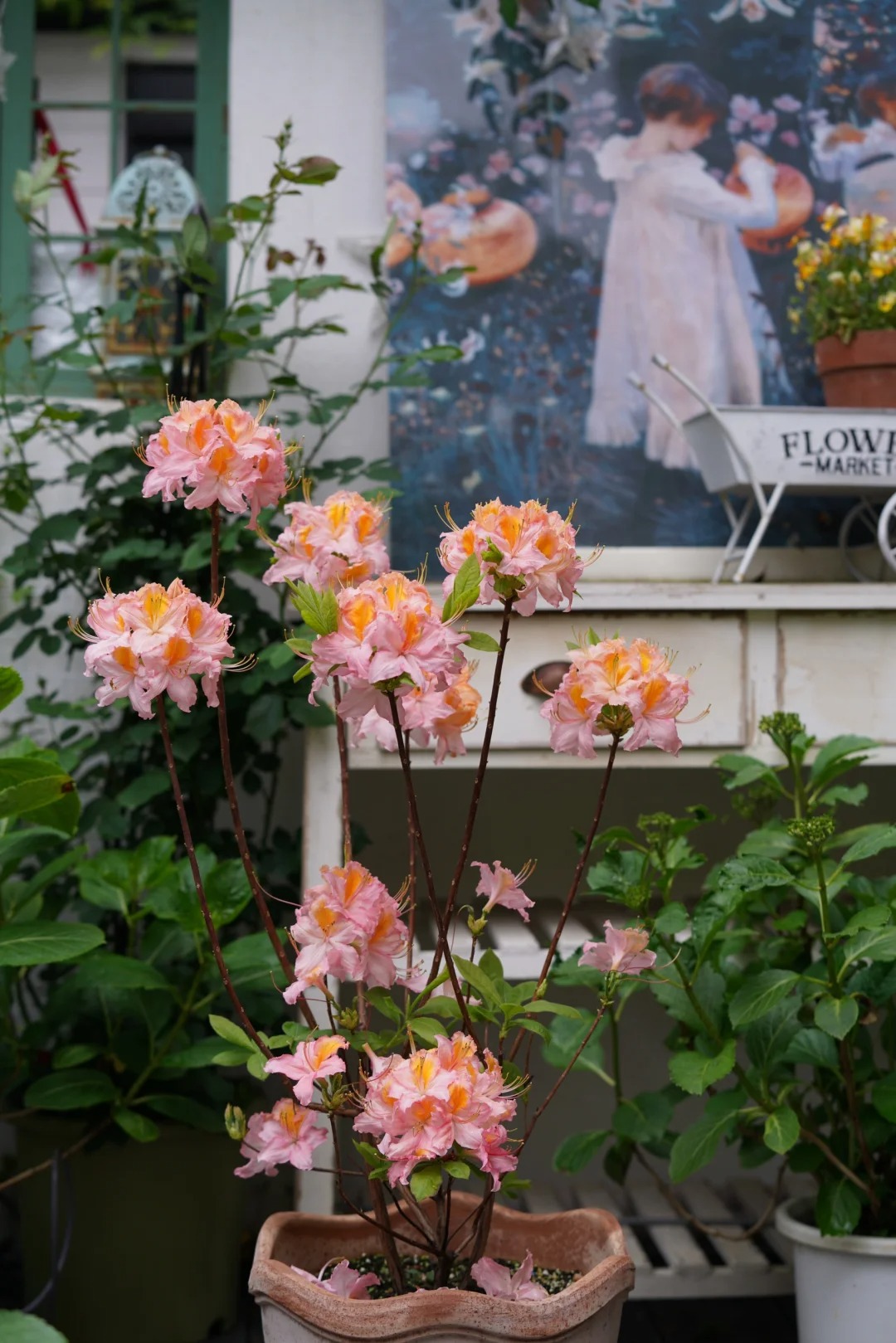 Deciduous Rhododendron