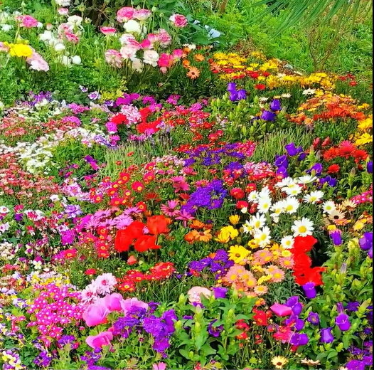 Mixed Seasonal Blooming Flower Seeds - Easy Care-chloriseeds