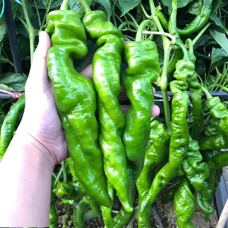 Shishito Pepper Seeds