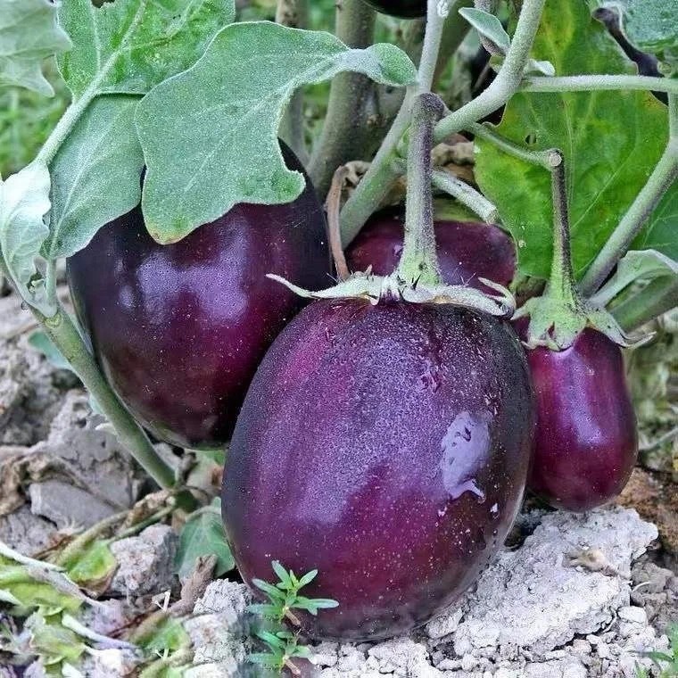 🍆 Green Can Eggplant Seeds – High-Yield, Flavorful & Adaptable
