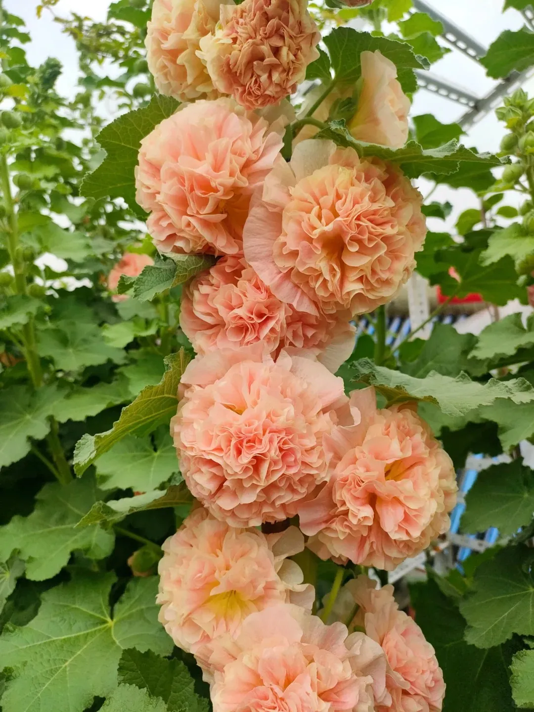 🌸 Beautiful hollyhocks: easy to plant, bloom year after year! 🌸