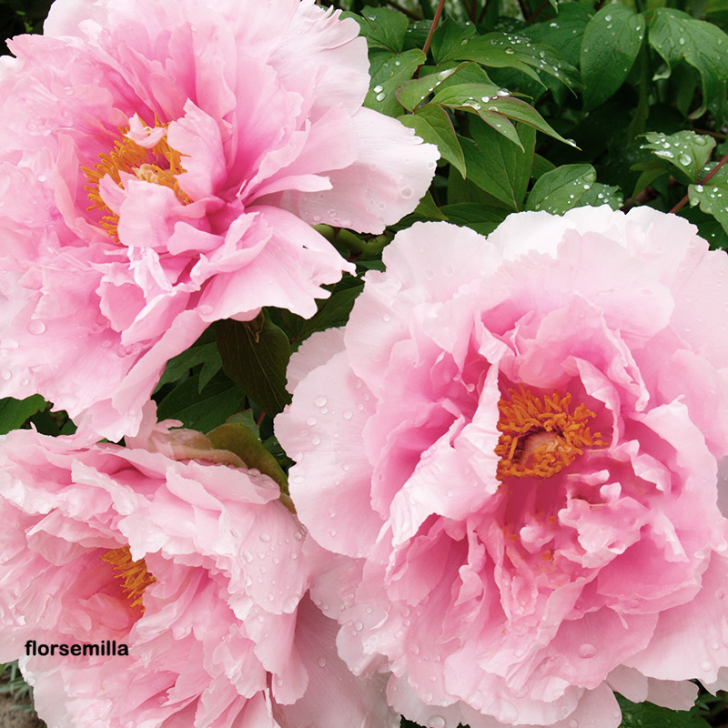 🚀Descuento a mitad de precio💖Semillas de peonía ✨Tamaño de flor grande