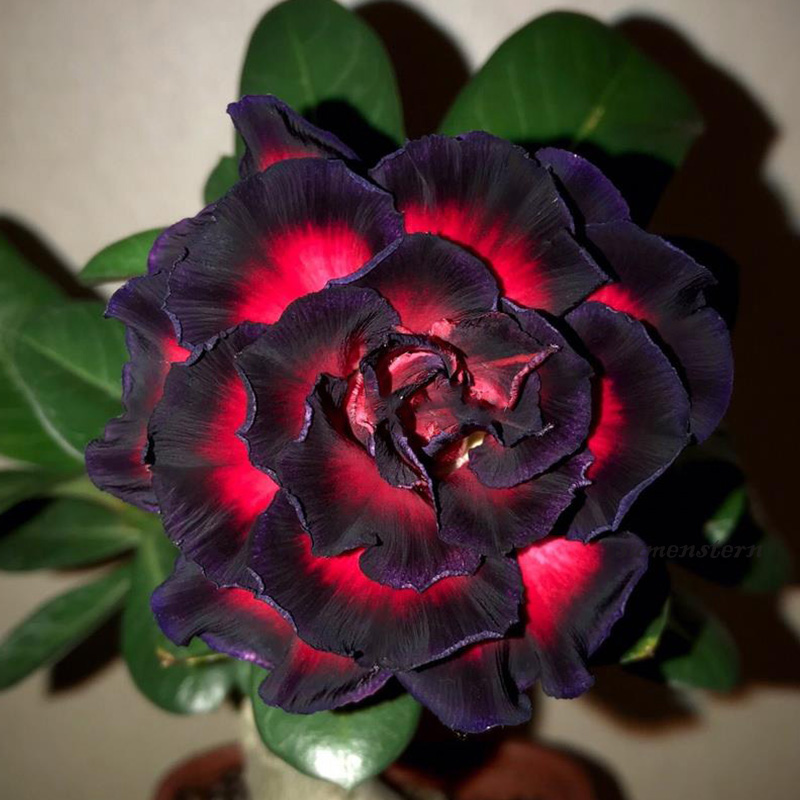 🚀Erstaunliche Pflanzen💖Wüstenrosensamen🌱Super einfach zu züchten