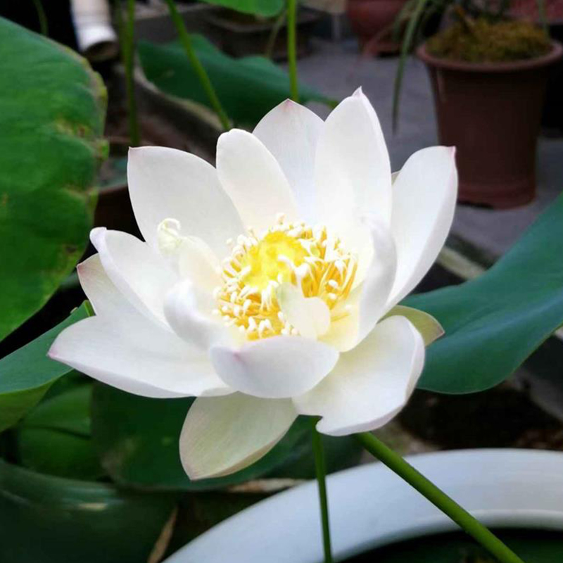 💖Rabatt zum halben Preis✨Wanlian🌱Einfach zu pflanzen