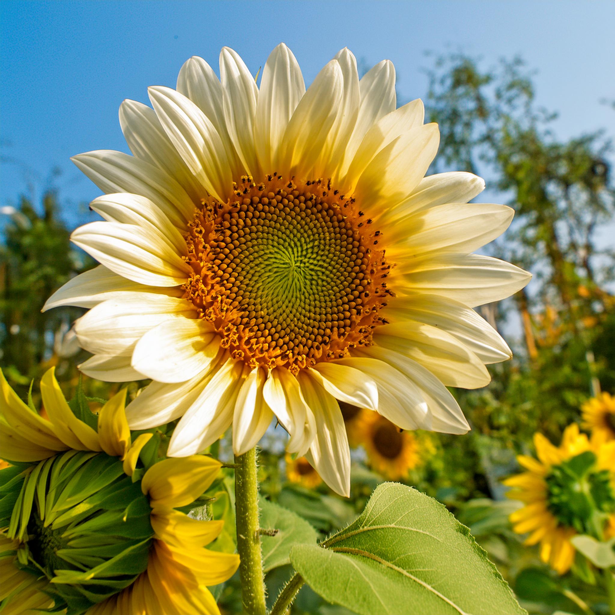 Rare two-color white sunflower seeds