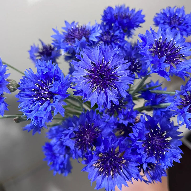 Cornflower / Bachelor Button Seeds