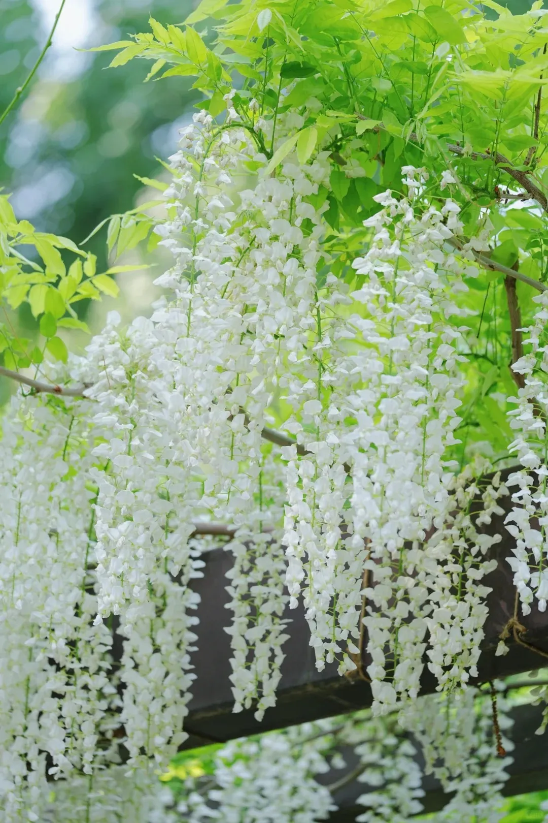 🚨50% DI SCONTO🚀Venditissimi💜Semi di vite di glicine viola