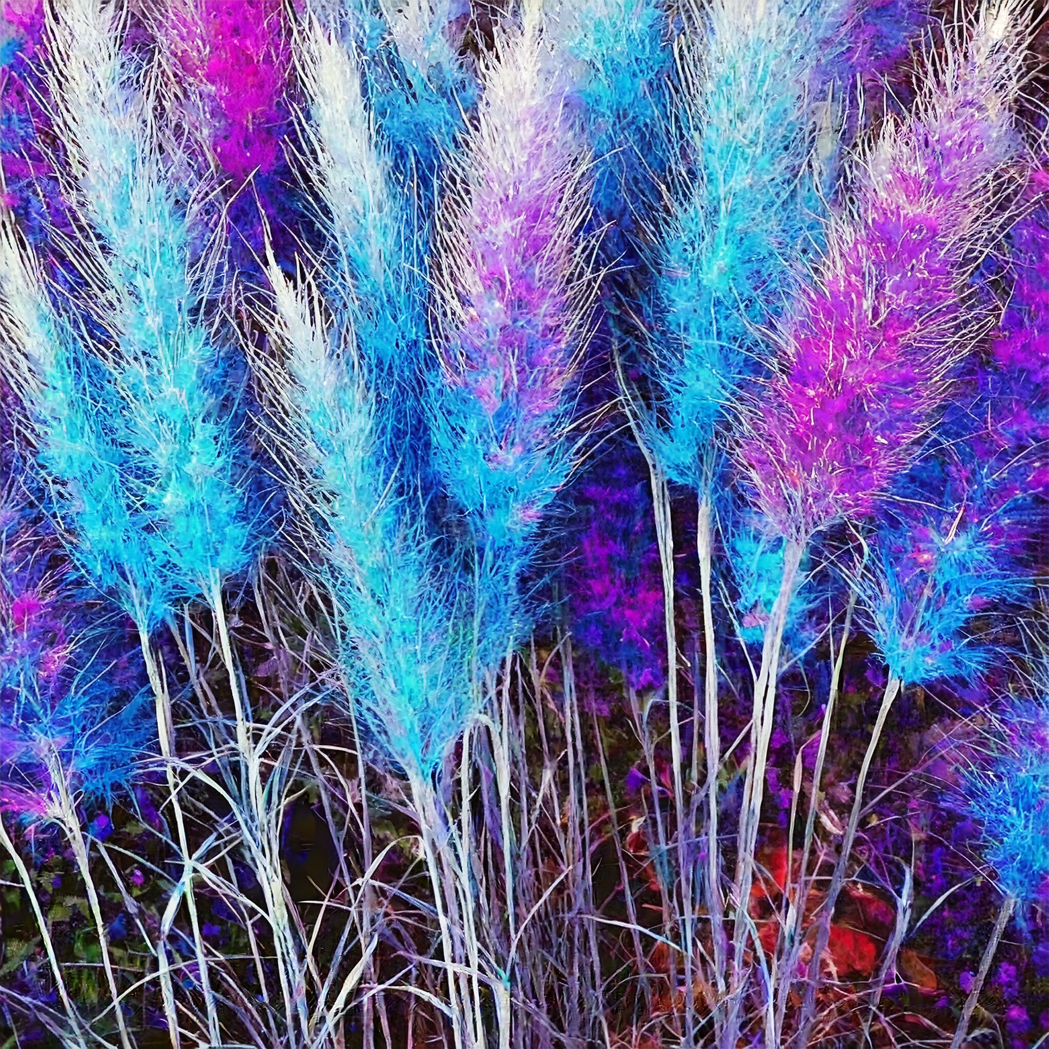 Rainbow Pampas Grass Bonsai Are Very Beautiful Garden Plants Seeds