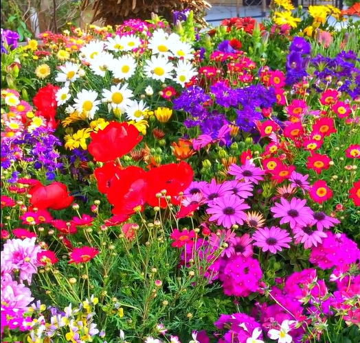 Mixed Seasonal Blooming Flower Seeds - Easy Care-chloriseeds
