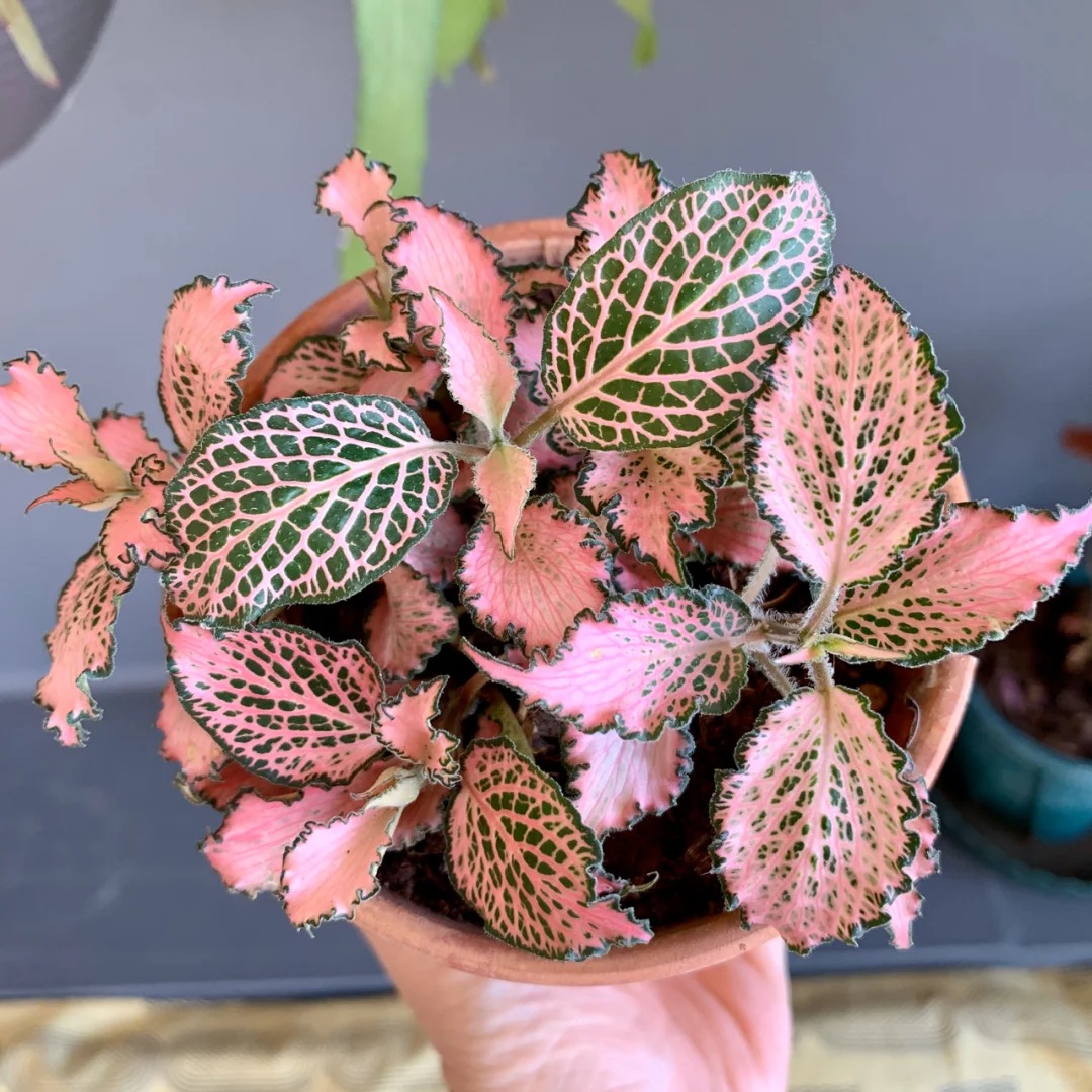 Fittonia Seeds, Nerve Plant Seeds, Mosaic Seeds