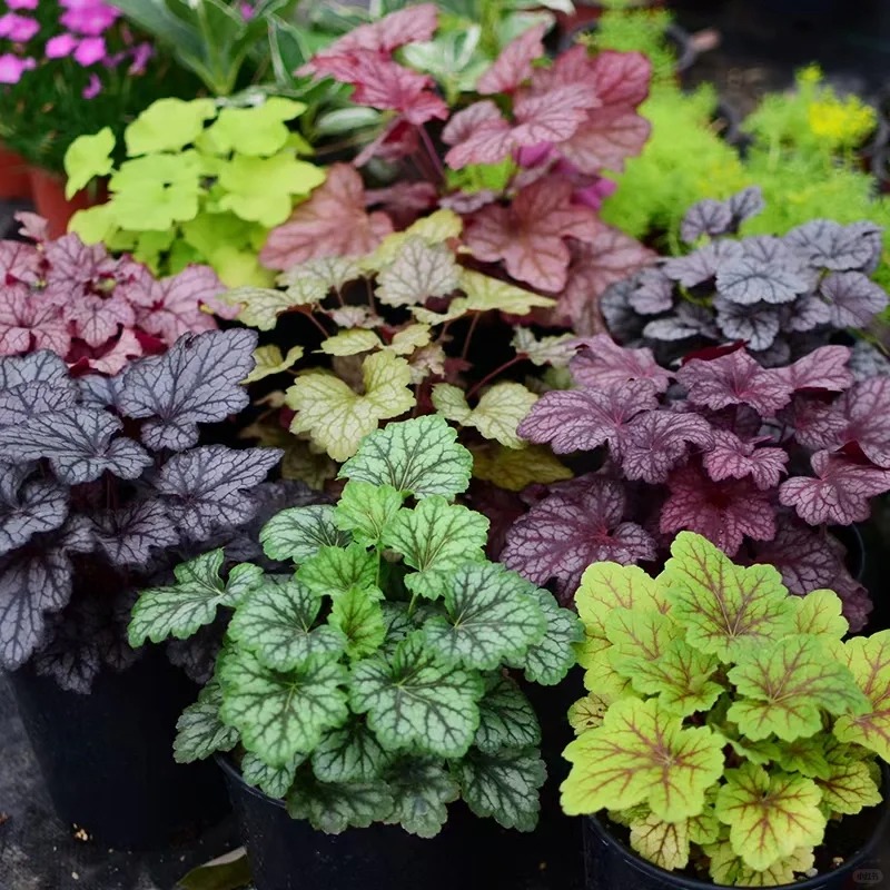 Mixed Rainbow Alum Root Seeds – 🌈 A Stunning Addition to Your Garden!