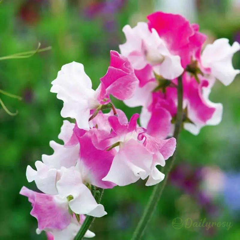 💐Multi Color Sweet Pea Flower Seeds