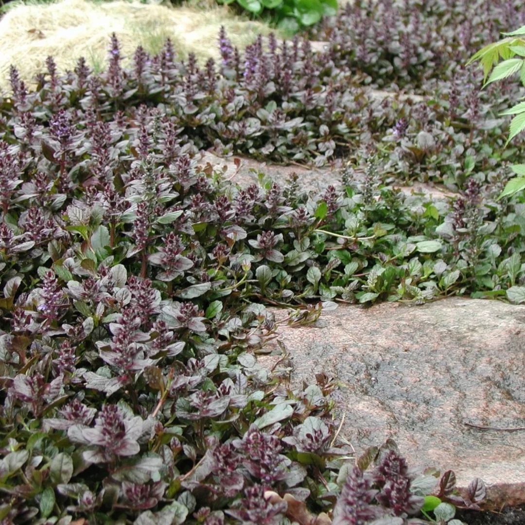 🌿 Ajuga Reptans Seeds – The Perfect Ground Cover for Any Garden! 🌸✨