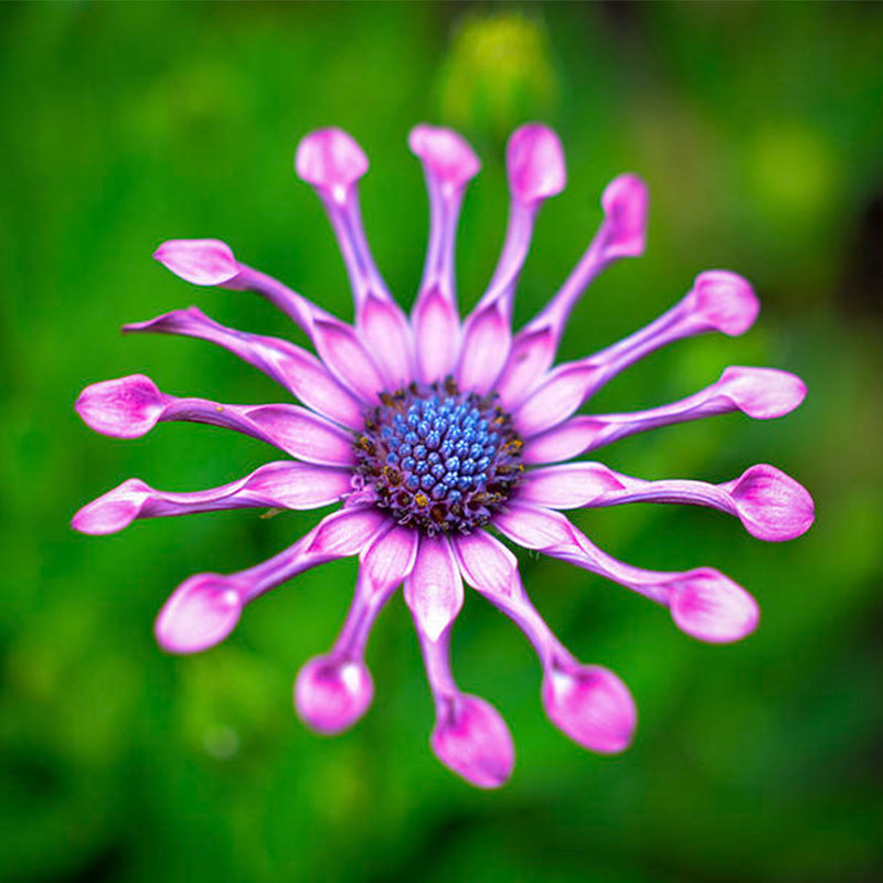🌸 Colorful Daisy Flower Seeds – Bring Vibrant Blooms to Your Garden! 🌸