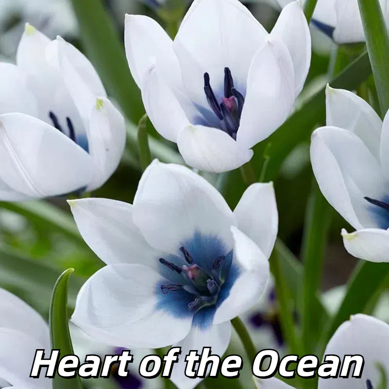 🌷 Botanical Tulip Bulbs🌷