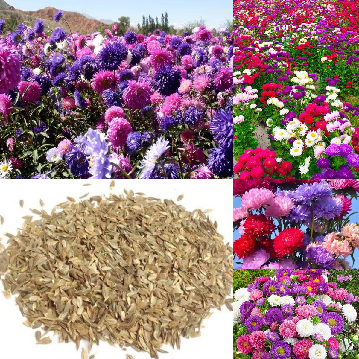 Perennial Mixed Color Candy Chrysanthemum Seeds