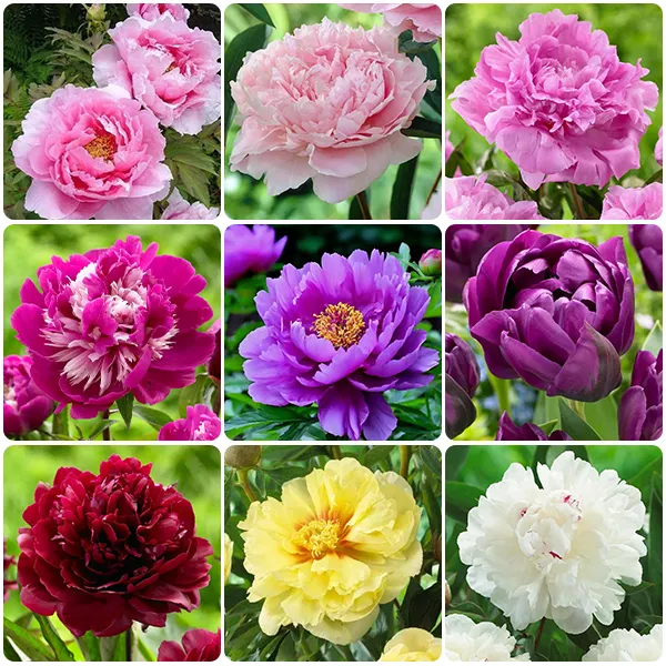 🌸 Multi Color peony seeds with double petals