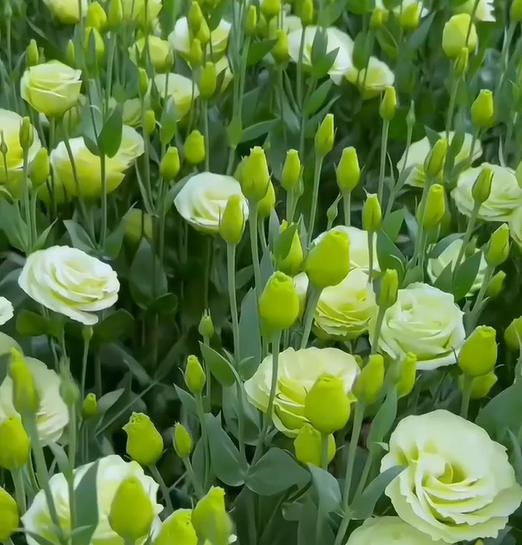 Multi-Color Eustoma Grandiflorum Seeds-chloriseeds