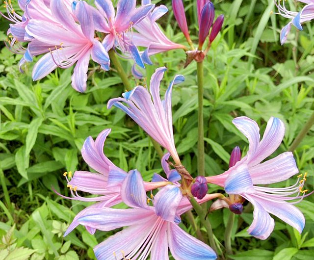 🌈Colorful Spider Lilies- Easy Care-chloriseeds