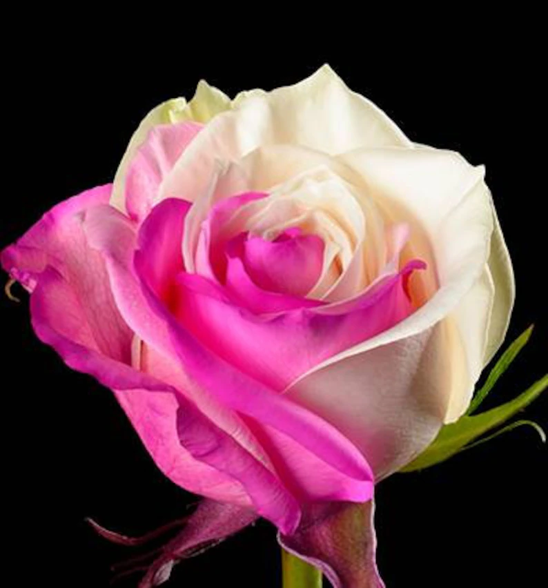 Fuchsia white rose seeds - Cozy Beauty