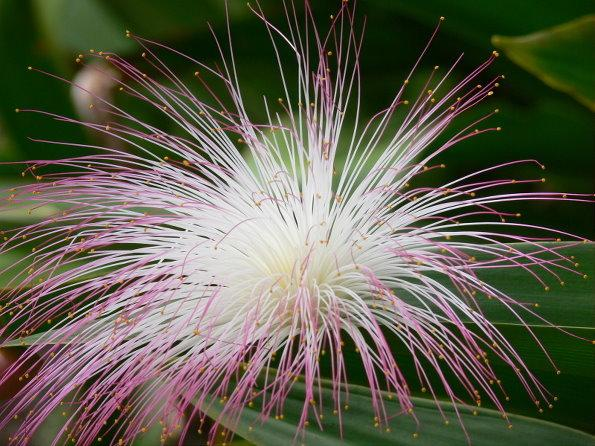 Barringtonia racemosa seeds🌸