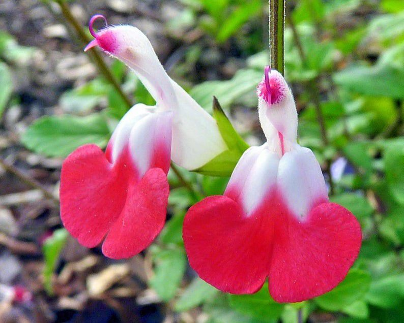 Flamingo Flower - Cherry Lips Salvia "Hot Lips"-chloriseeds