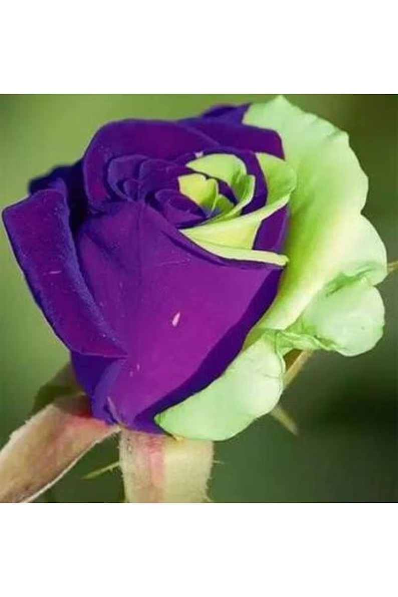 Rare Purple Green Rose- Seeds