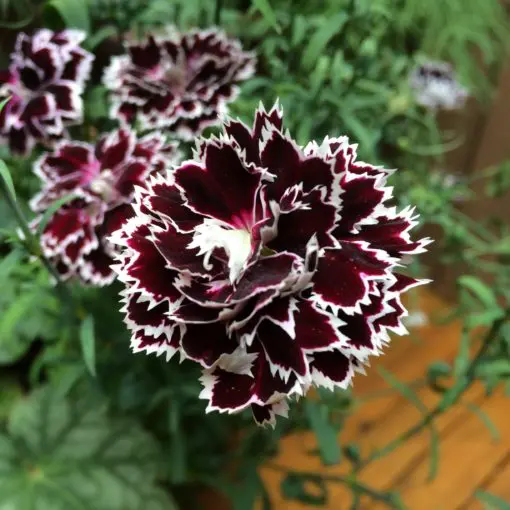 Double Dianthus Heddewigii-chloriseeds