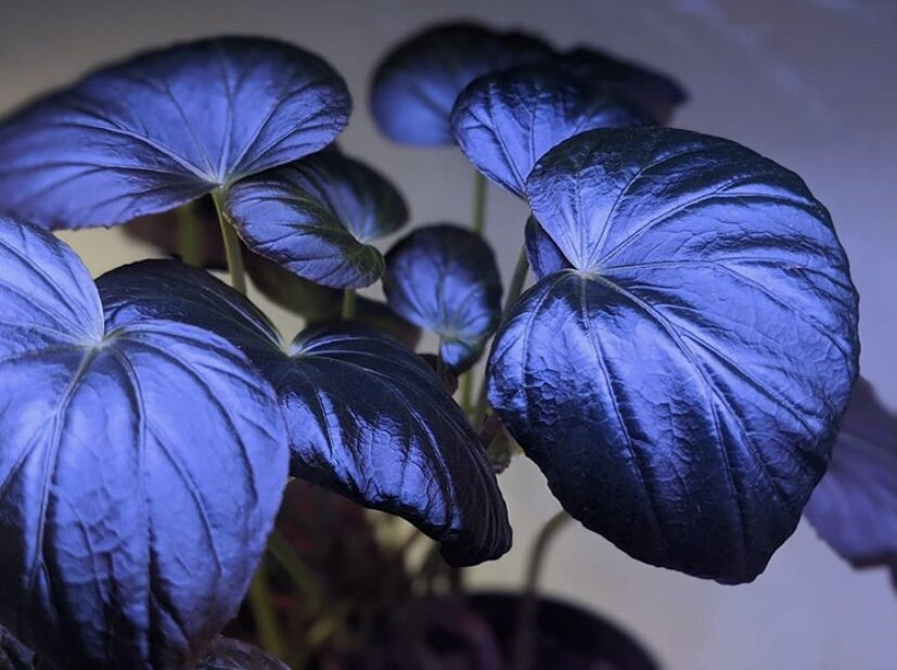 Peacock Begonia - blue begonia-chloriseeds