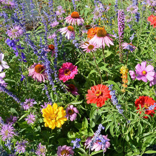 Mixed Perennial Flowers Seeds-Over 60 kinds mixed-Gorgeous