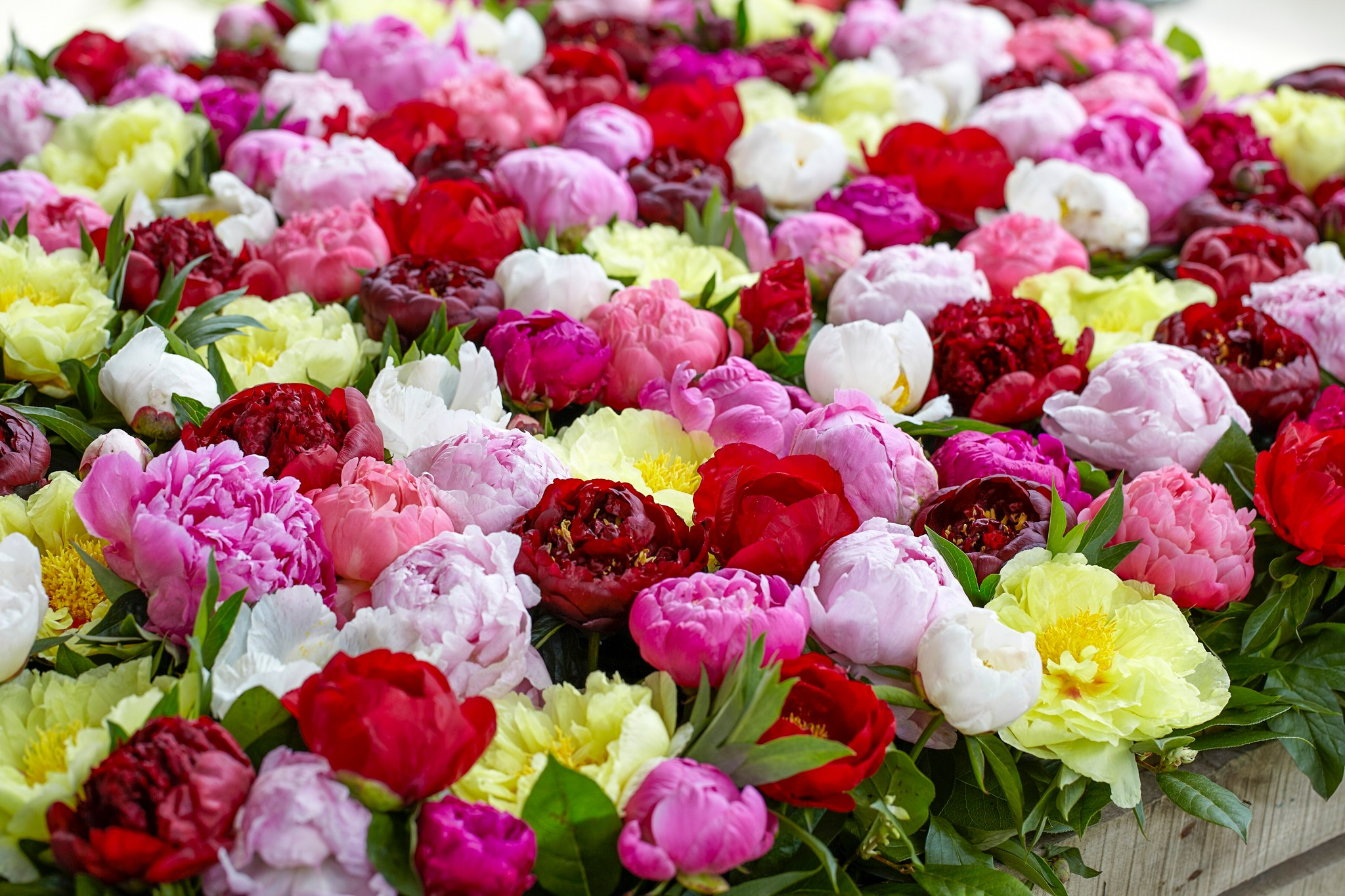 Mix 12 Colors- Moutan Peony Flower Seeds