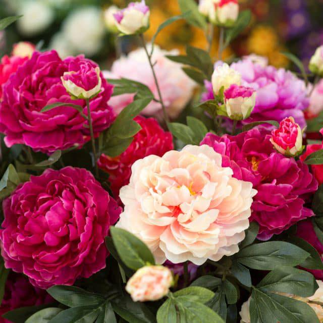 Mix 12 Colors- Moutan Peony Flower Seeds