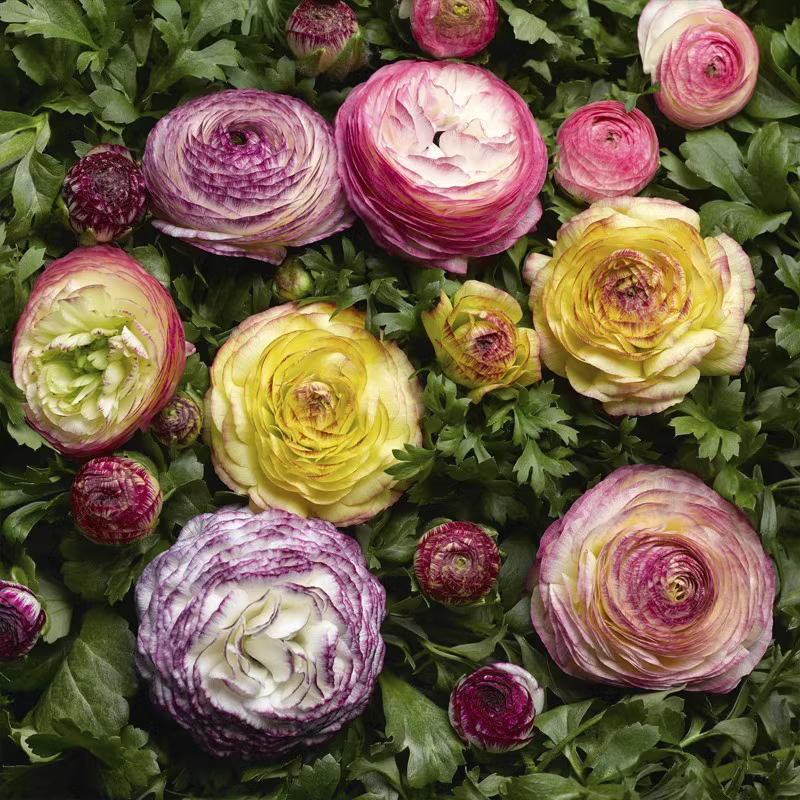 Ranunculus flowers-🔥8 Colors